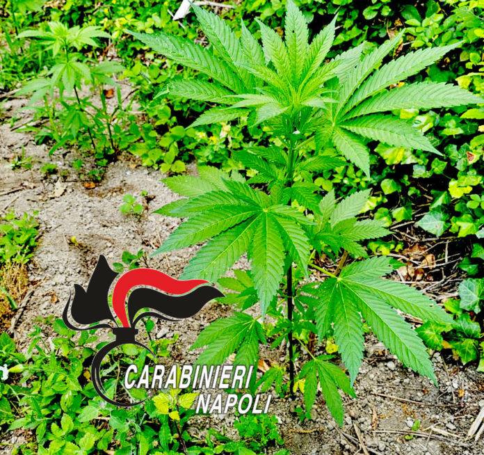 cannabis