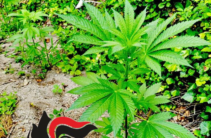 cannabis
