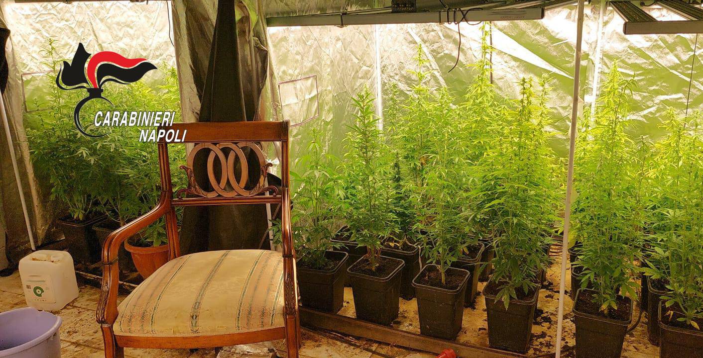 Serra hi-tech in una villa. Carabinieri arrestano 63enne