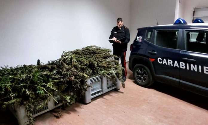 Marijuana- Sant'Anastasia 04.11.25