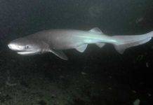 Golfo di Napoli: scoperta un’aggregazione di squali capopiatto