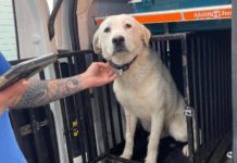 Torre del Greco: è Blanco il primo cane di quartiere della città