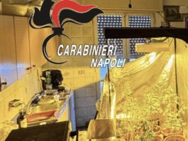 Torre del Greco: serra di cannabis in casa. Arrestato dai Carabinieri