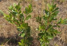 Primaurora: rinaturalizzazione alle falde del Vesuvio