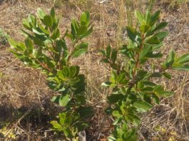 Primaurora: rinaturalizzazione alle falde del Vesuvio