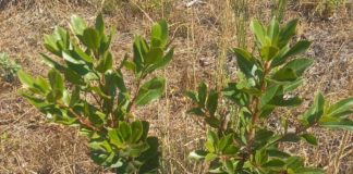 Primaurora: rinaturalizzazione alle falde del Vesuvio