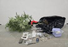 Carabinieri arrestano pusher incensurato col pollice verde