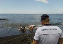 Torre del Greco, recuperata carcassa del cetaceo in litoranea cetaceo