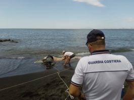 Torre del Greco, recuperata carcassa del cetaceo in litoranea cetaceo