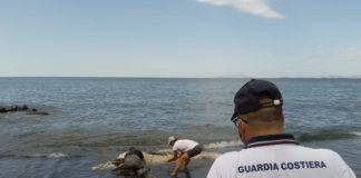Torre del Greco, recuperata carcassa del cetaceo in litoranea cetaceo