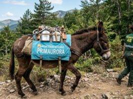 Primaurora: l’invito a razionalizzare l’uso delle automobili