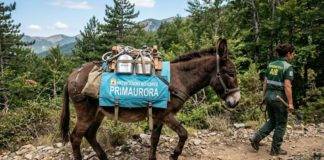 Primaurora: l’invito a razionalizzare l’uso delle automobili
