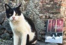 “Gatti di Pompei”: il volume fotografico dedicato ai felini del Parco