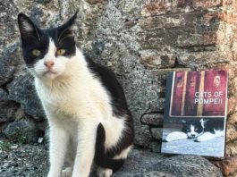 “Gatti di Pompei”: il volume fotografico dedicato ai felini del Parco