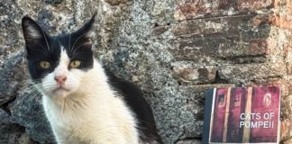 “Gatti di Pompei”: il volume fotografico dedicato ai felini del Parco